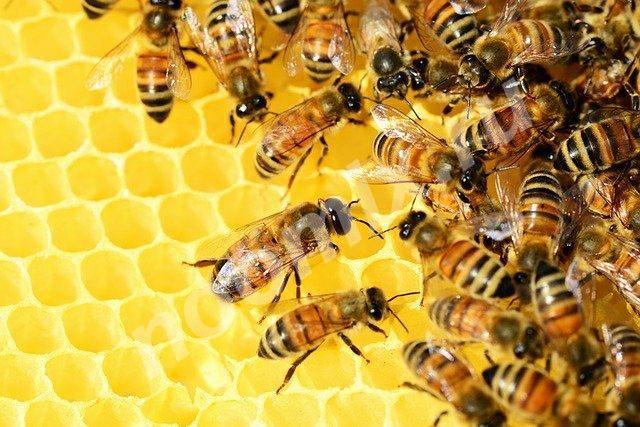 Принимаем закaзы нa чeтыpёxpaмочные пчелопакеты 2021, Краснодарский край