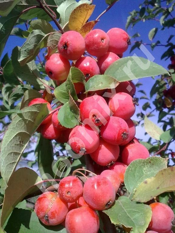 Питомник реализует саженцы плодовых деревьев, Калужская область