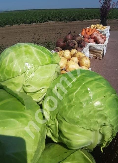 Свежие овощи в Барнауле в зиму со склада от прямого ..., Алтайский край