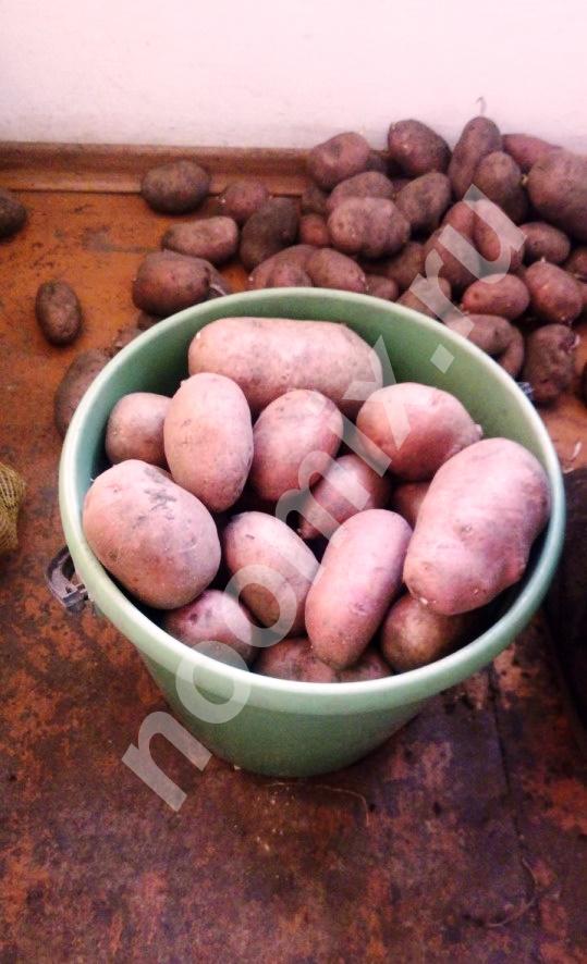 Продам картофель, стандартный мешок 5 ведер, Читинская область