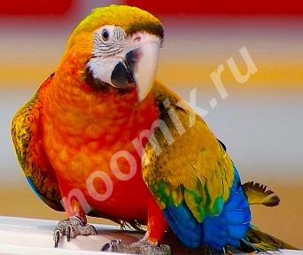 Гибриды попугаев ара - ручные птенцы из питомника, Московская область