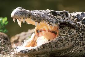 Крокодилы нильские и кайманы, от 40см-1.35м,  МОСКВА