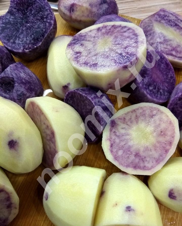 Ботанические семена картофеля фиолетового цвета