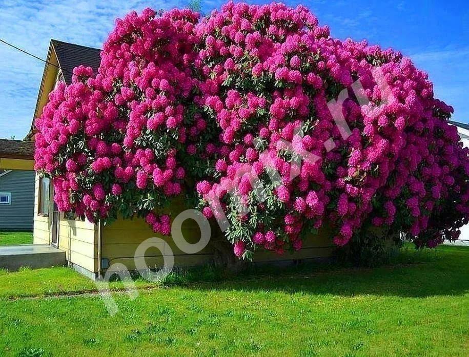 Рододендрон розовый морозостойкий, Республика Хакассия