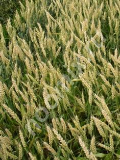 Семена озимой пшеницы донской селекции ЭС РС1 РС2, Ростовская область
