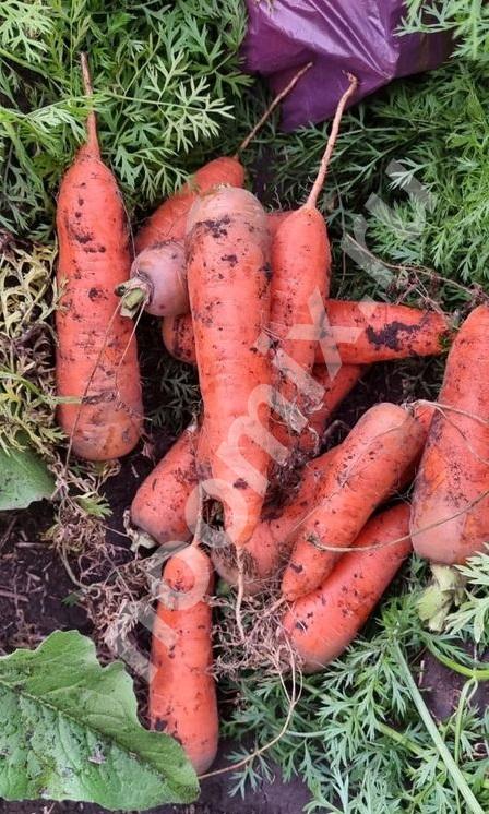 Отборные сорта моркови без трещин в Барнауле, Алтайский край