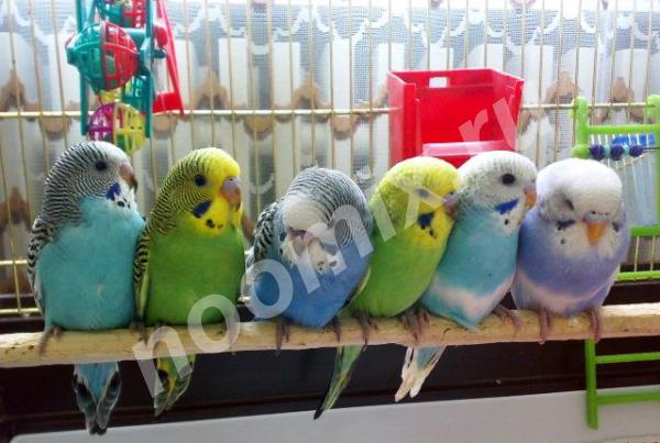 Продаю волнистых попугайчиков разных окрасов, Тульская область