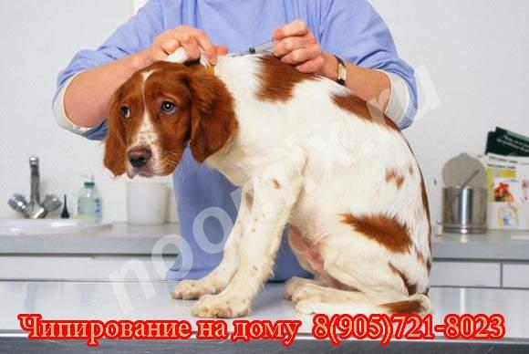 Чипирование животных на дому. Москва и область, Московская область