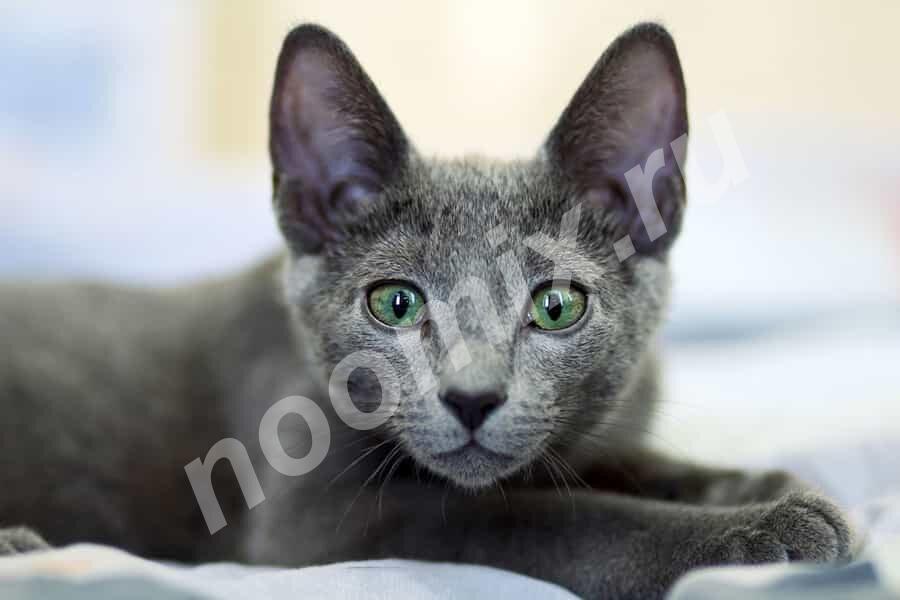 Питомник русских голубых кошек RBCat RUS предлагает котят.