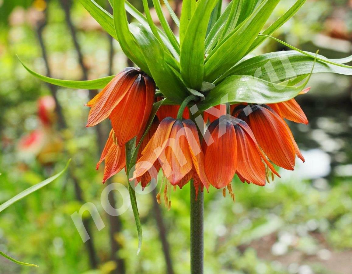 Рябчик императорский или фритиллярия Fritillaria imperialis ...
