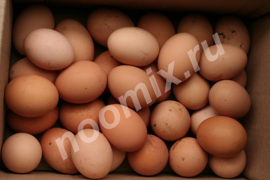 Свежее яйцо от домашних курочек, Республика Бурятия