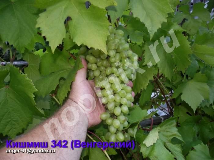 Саженцы винограда. Разные сорта для Вашего сада и огорода. ..., Екатеринбург