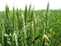 Семена пшеницы озимой Алексеич, Ахмат, Безостая 100, Герда, ..., Смоленская область
