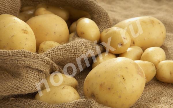 Продам картофель, Рязанская область