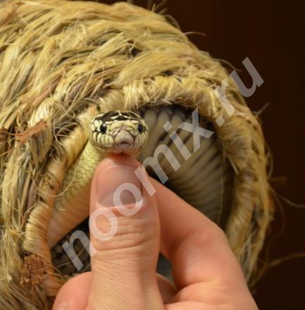 Королевская калифорнийская змея, Московская область