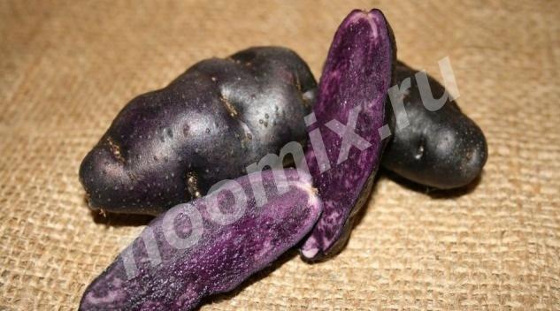 Картофель с фиолетовой мякотью, Омская область