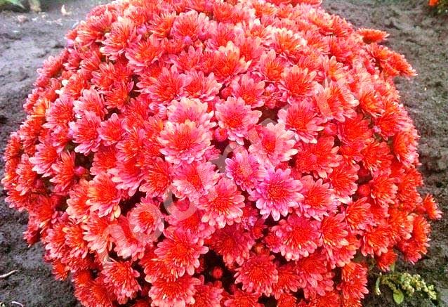 Многолетние шаровидные и кустовые хризантемы, Республика Бурятия