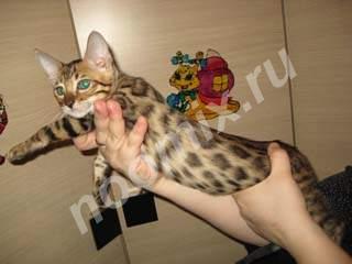 Продаются Бенгальские котята, Московская область