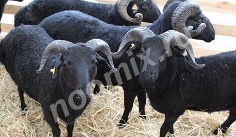 Продаю овец, ягнят карачаевской породы. Откорм