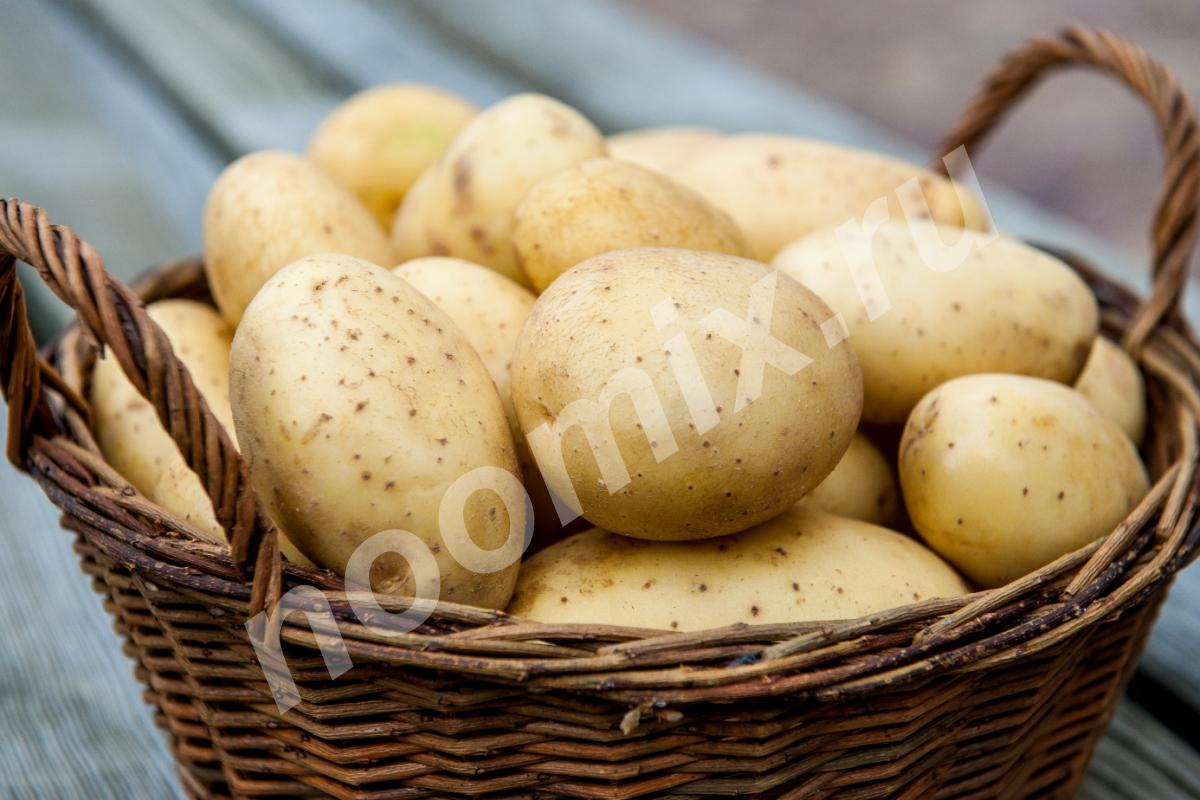 Продам картофель вкусный, жёлтый, рассыпчатый, Республика Бурятия