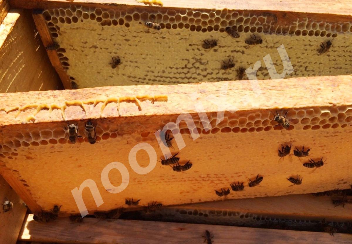 Продам мёд цветочный разнотравье с личной пасеки
