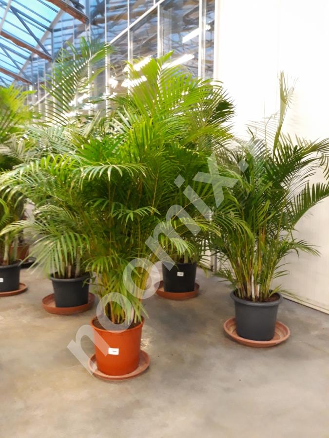 Комнатные пальмы Ареки из Голландии, Московская область