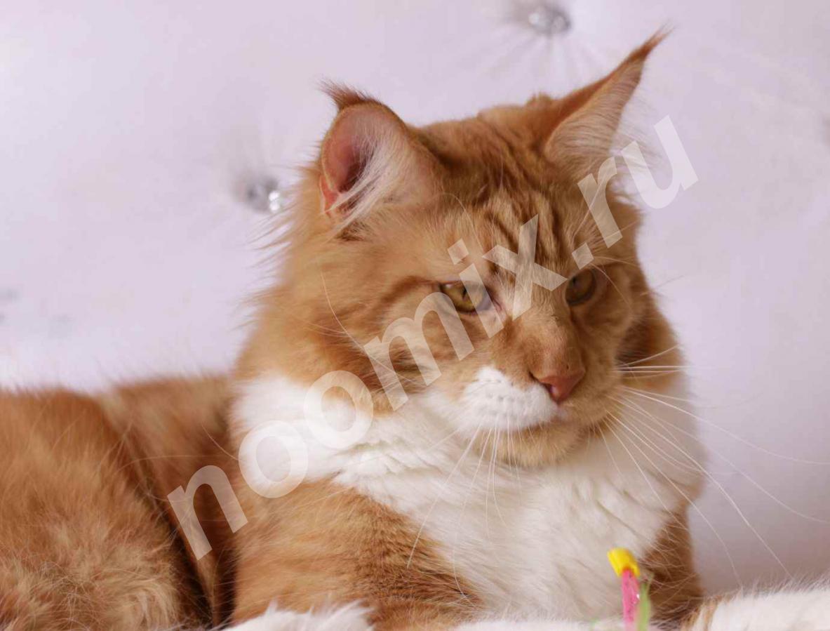 Кот Мейн кун, 1,5 года, Полидакт, Красный с белым,  МОСКВА