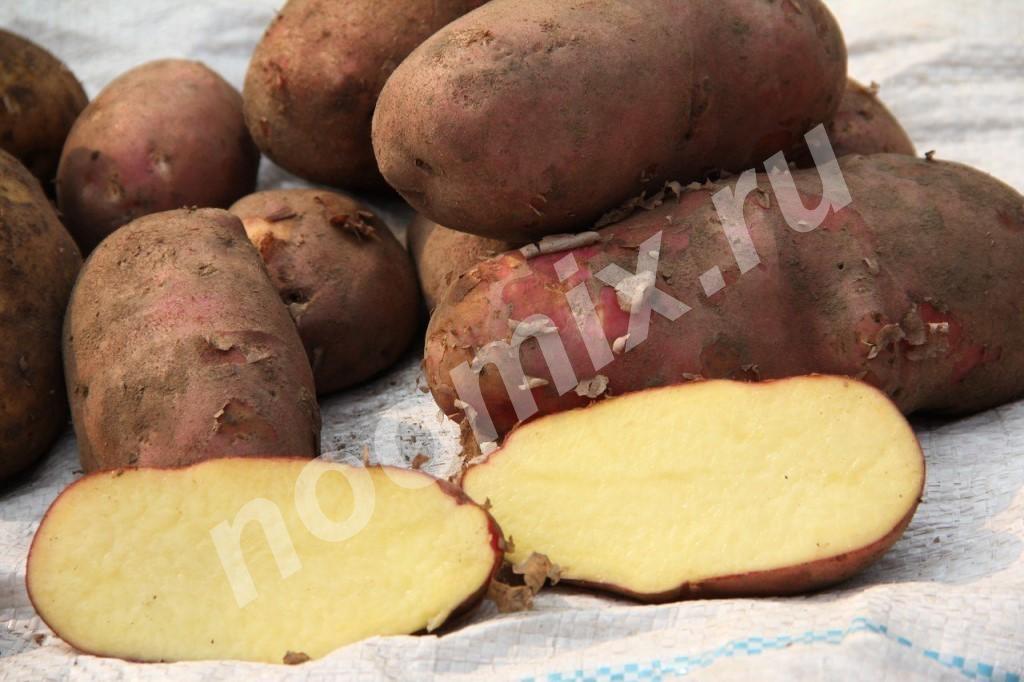 Продаем оптом с доставкой картофель урожая 2018, Республика Башкортостан