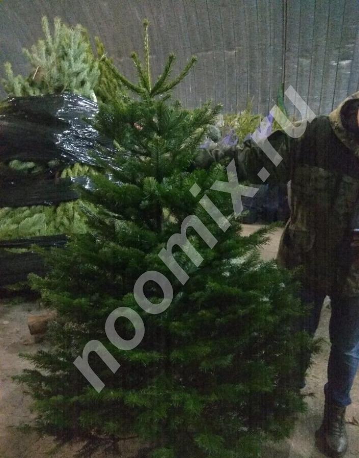 Продаю живые елки и сосны к новому году и Рождеству ..., Тульская область