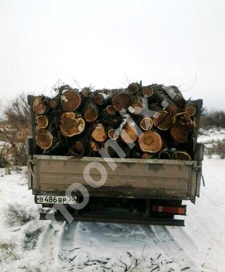 Пилим деревья, возим дрова, Астраханская область