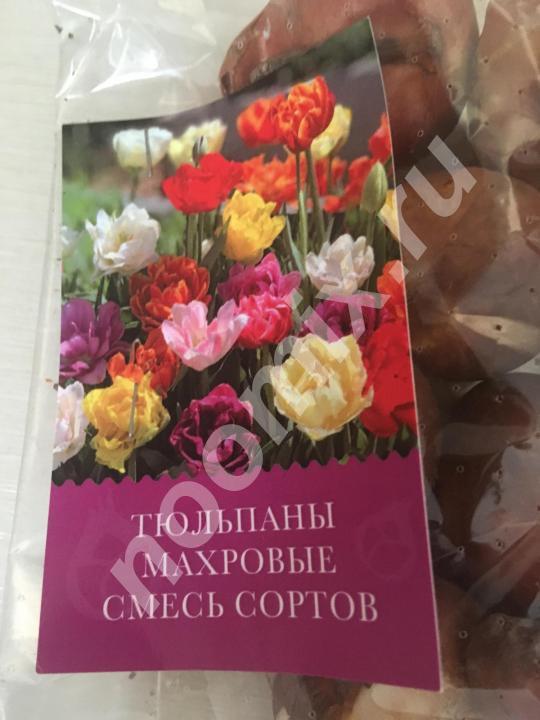 Продаю Луковицы Тюльпанов