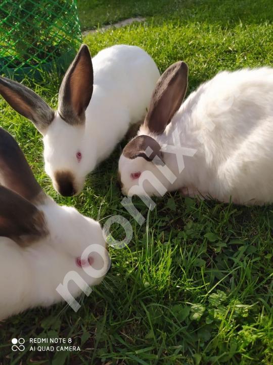 Кролики разных пород и возраста