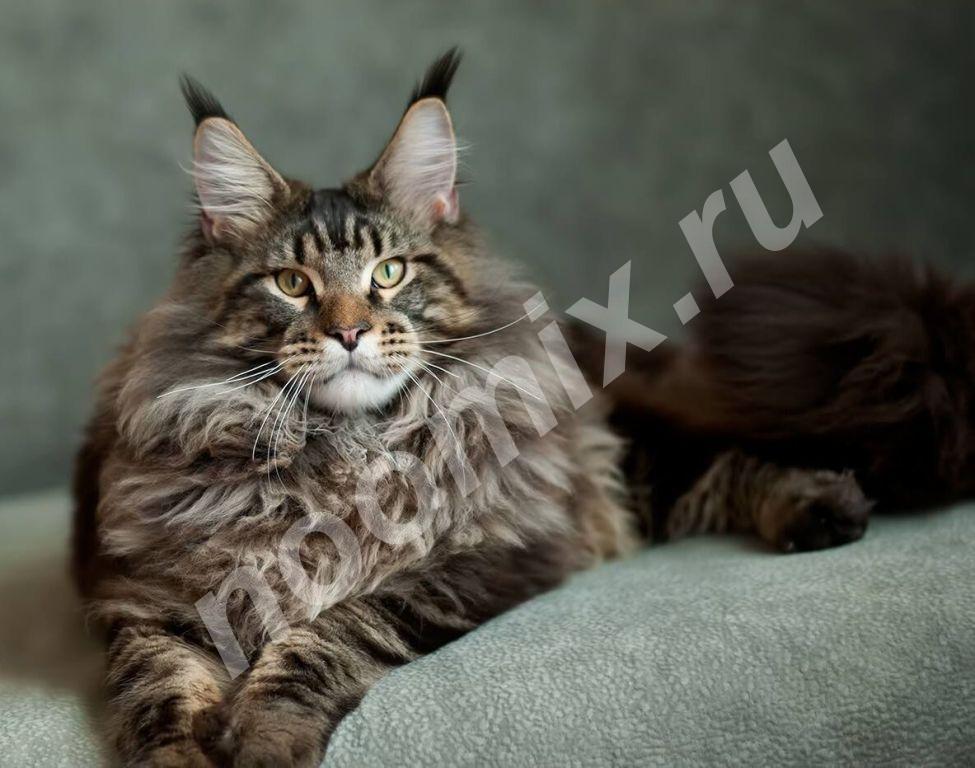 Роскошные котята мейн-кун из питомника, Челябинская область