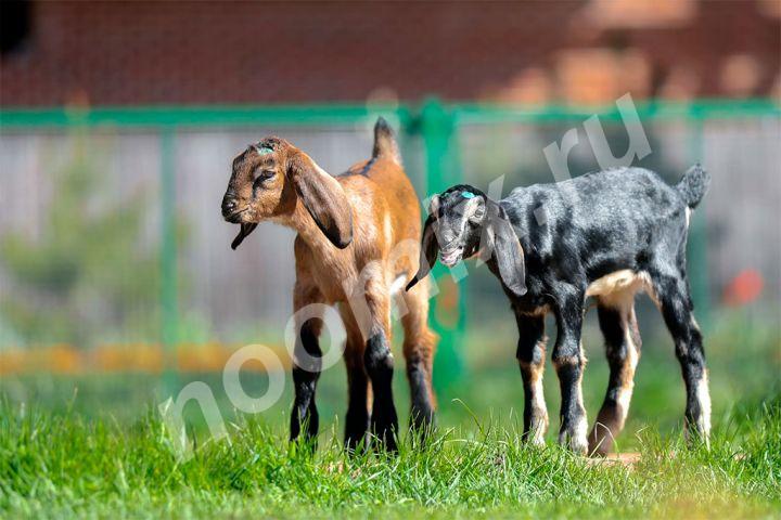 Племенные козы Англо-Нубийскиой породы Скот из Европы . .., Калужская область