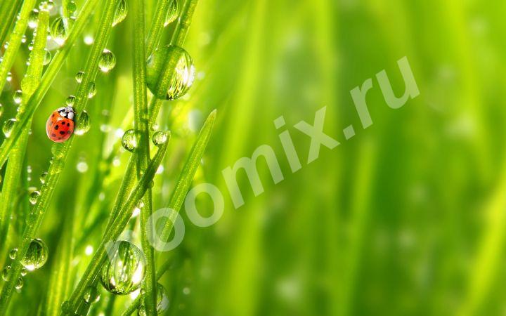 Наша компания ООО Зелёный город 116 продает рулонный газон ...,  Казань