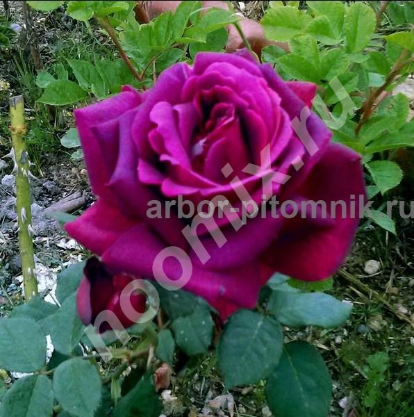 Саженцы кустовых роз из питомника, каталог роз в большом ...,  МОСКВА