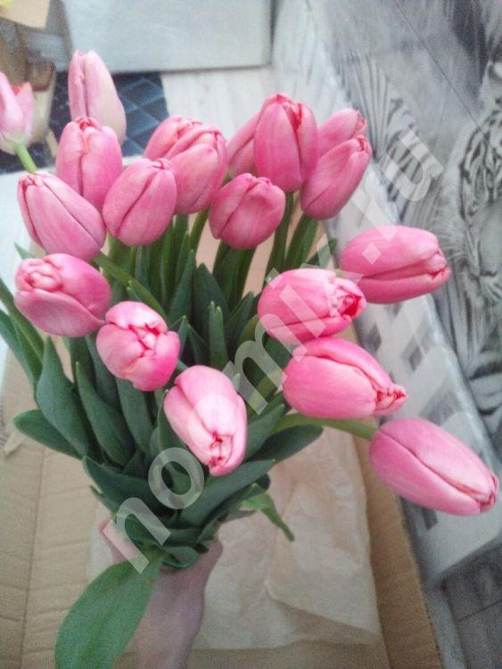 Тюльпаны оптом и в розницу из теплиц Новосибирска,  Новосибирск