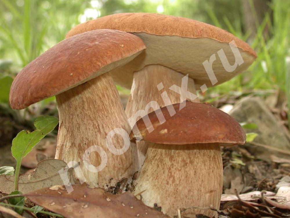 Клюква, брусника и белый гриб оптом, Кемеровская область