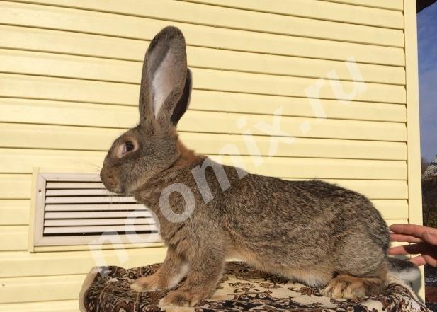 Кролики фландр - ризен, Республика Мордовия