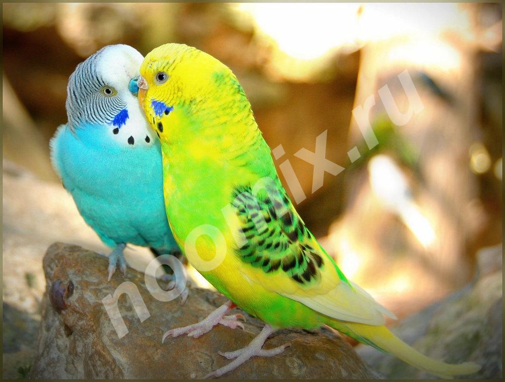 Продается семья попугайчиков, Республика Башкортостан