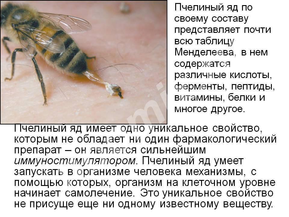 Лечение пчелами пчелинным ядом непосредственно ...