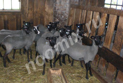 Ягнят, баранов и овец Романовской породы, Рязанская область