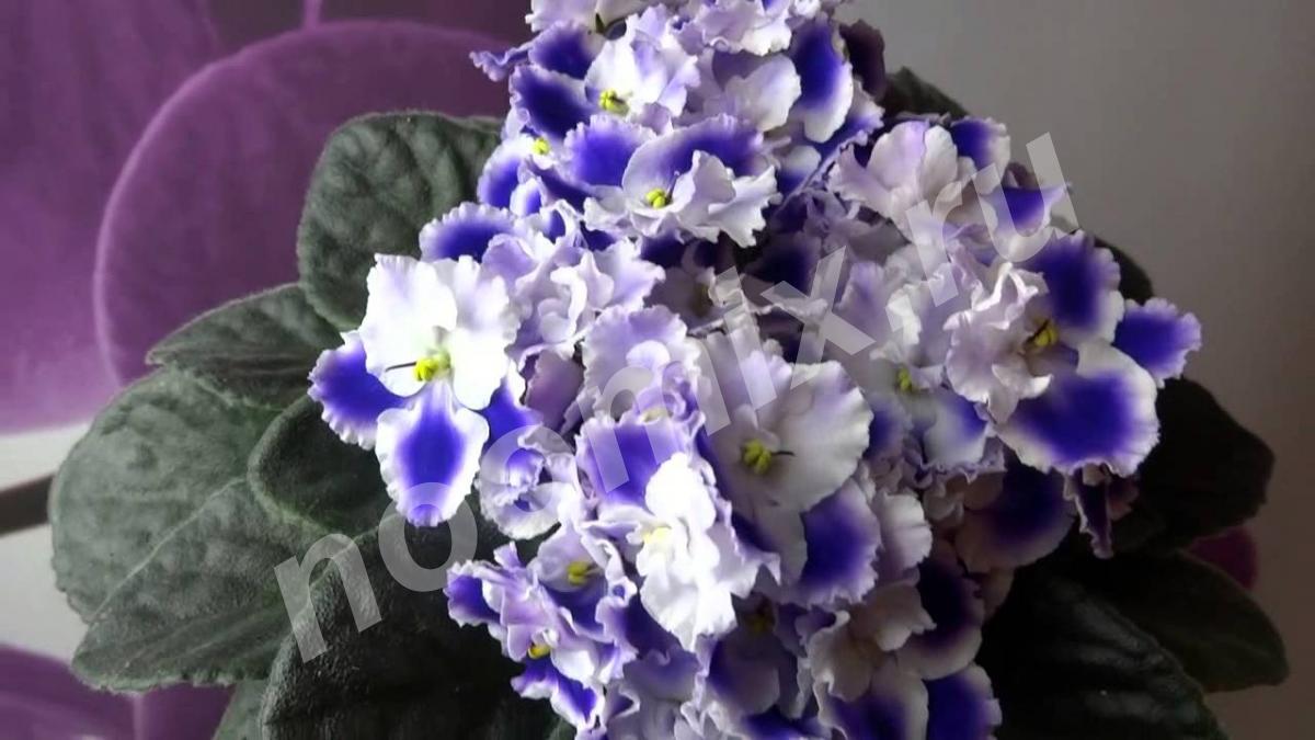 Фиалка микс Saintpaulia Gemengd - это цветок, который стоит ..., Московская область