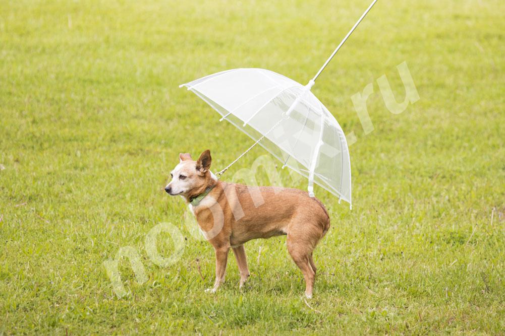 Зонт для собак,  МОСКВА