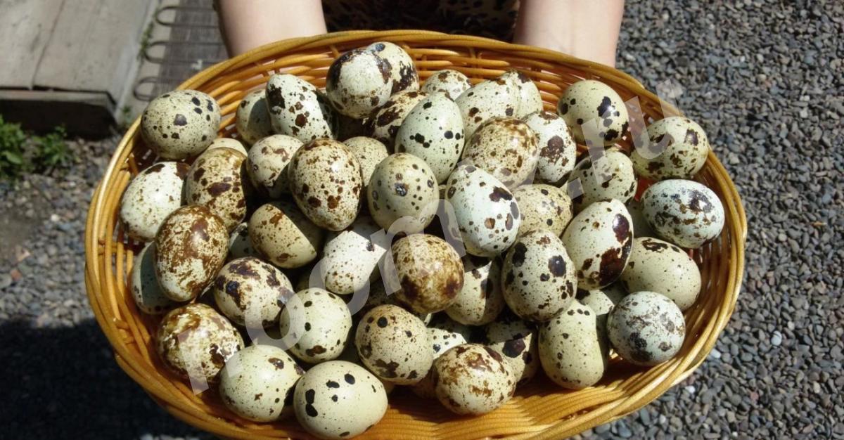 Домашние перепелиные яйца, Республика Коми