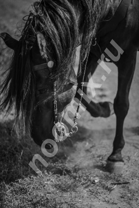Продажа испанской лошади, Краснодарский край