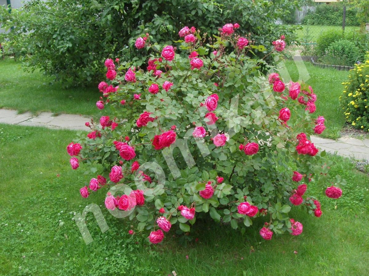 В группу парковых роз входят самые неприхотливые и ..., Ульяновская область
