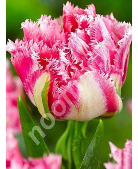 Тюльпан махровый бахромчатый Криспион Свит Crispion Sweet ..., Крым