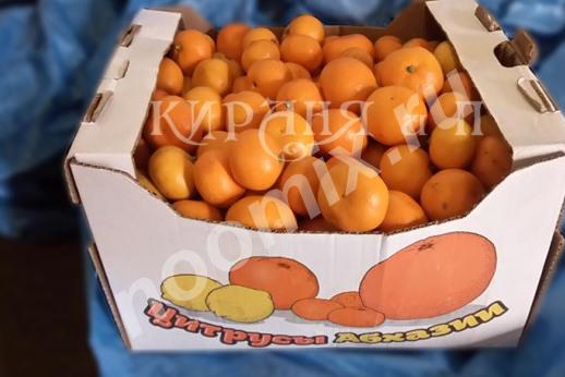 Сладкие Абхазские мандарины, Московская область