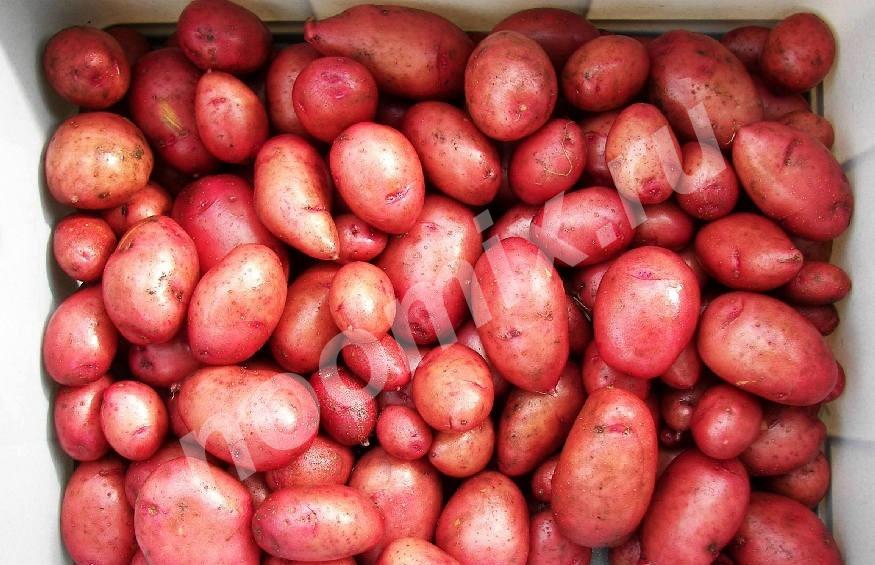 Семенной картофель питомник Чита Оптом и в розницу, Читинская область